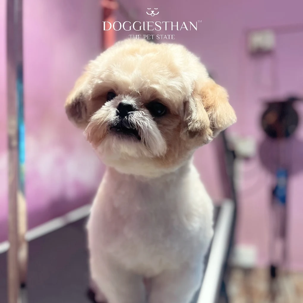 Pet grooming client transformation